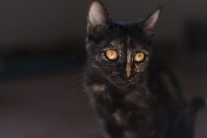 orange-kittens-640x480-43416544.jpeg