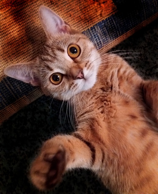 Orange Kittens
