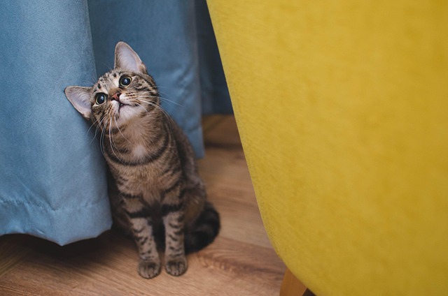 Orange Kittens