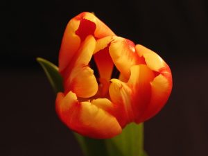 orange-kittens-640x480-84092850.jpeg