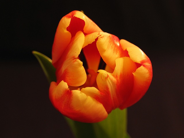 orange-kittens-640x480-84092850.jpeg