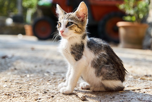 orange-kittens-640x480-87242415.jpeg