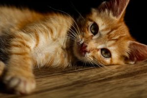 orange-kittens-640x480-95256122.jpeg
