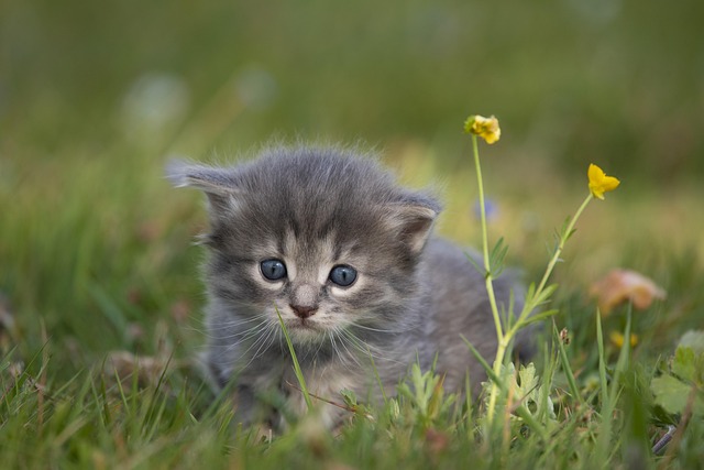 Orange Kittens