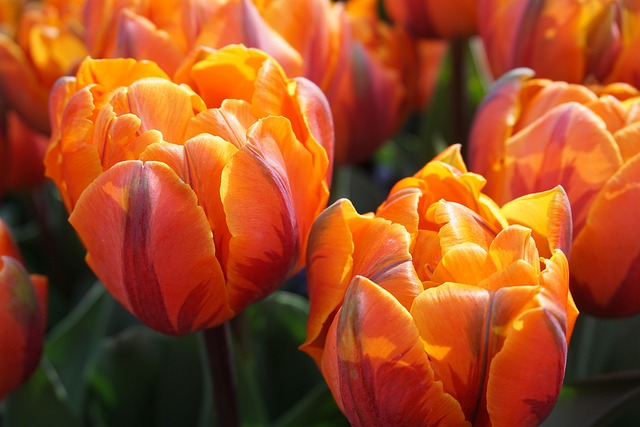 orange-tabbies-640x480-13124421.jpeg