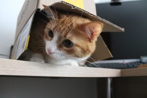 orange-tabbies-640x480-15945496.jpeg
