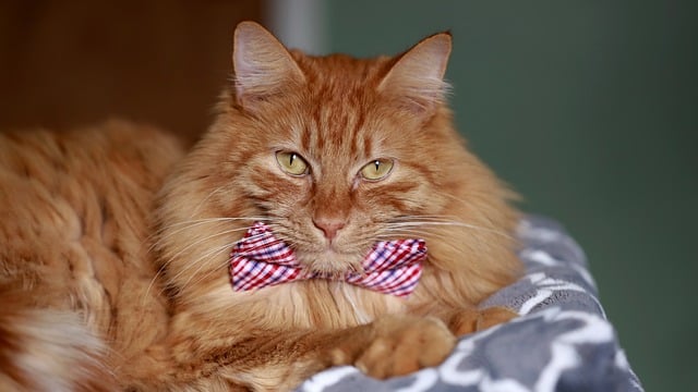 Orange Tabbies