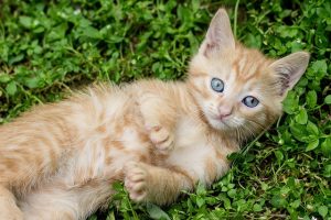 orange-tabbies-640x480-61965207.jpeg