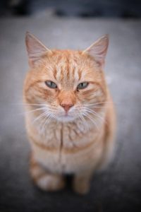 orange-tabbies-640x480-62789793.jpeg