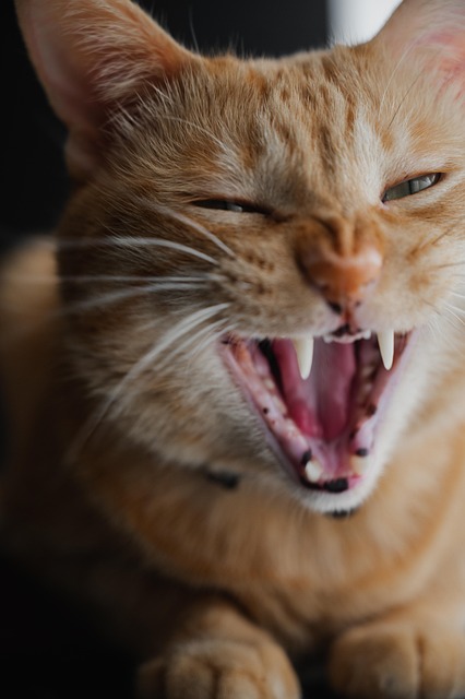 Orange Tabbies