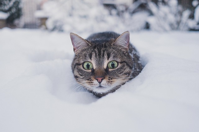 Orange Tabby