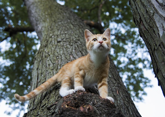 Orange Tabby