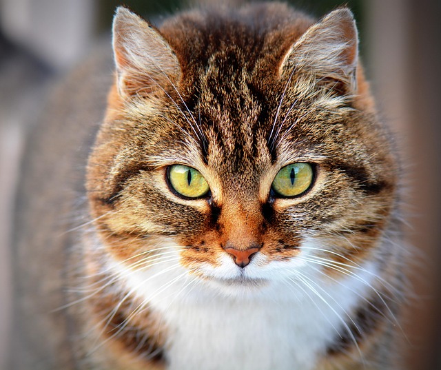 Orange Tabby