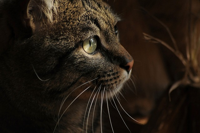 Orange Tabby