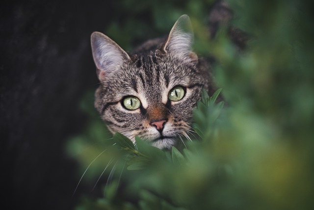 Orange Tabby