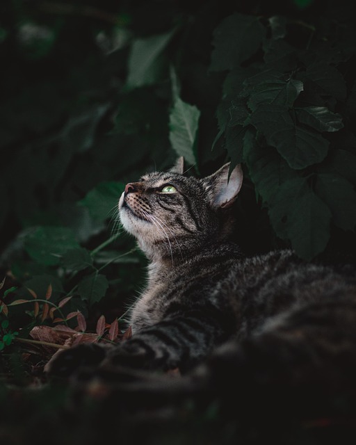 Orange Tabby