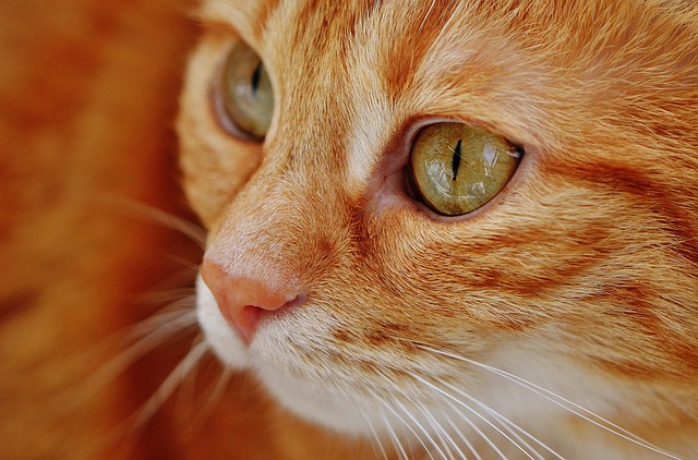 Orange Tabby