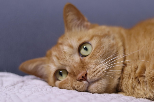 Orange Tabby
