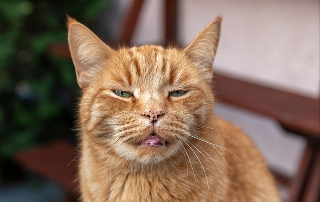 Orange Tabby