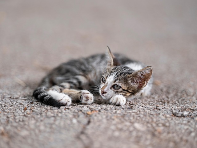 Orange Tabby