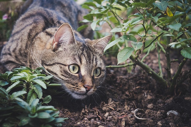 Orange Tabby
