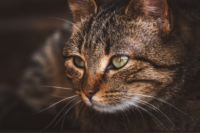 orange-tabby-640x480-74315045.jpeg