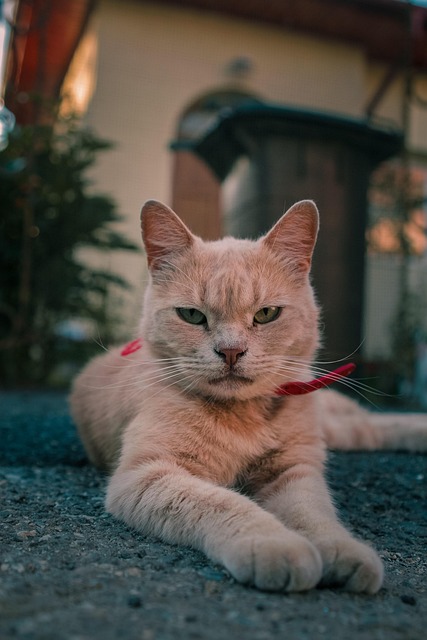 Orange Tabby