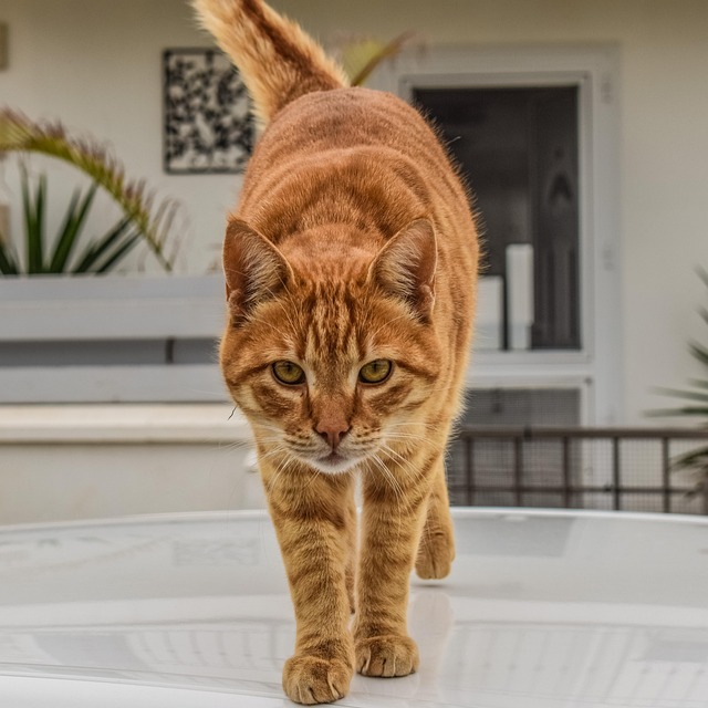 Orange Tabby
