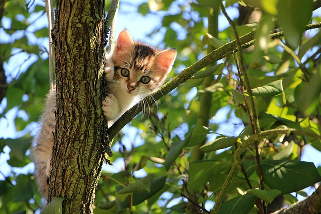 Orange Tabby