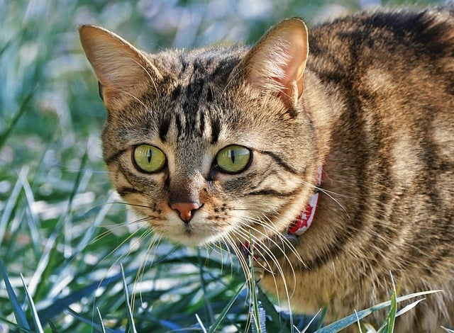 Unraveling the Past and Present of Orange Tabbies
