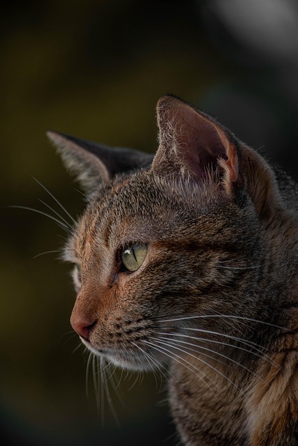 Orange Tabby