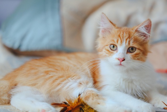 Orange Tabby
