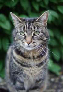 orange-tabby-cats-640x480-20613323.jpeg