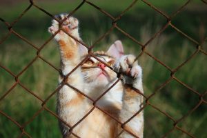 orange-tabby-cats-640x480-27453022.jpeg
