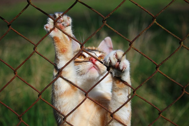 orange-tabby-cats-640x480-27453022.jpeg