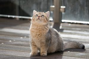 orange-tabby-cats-640x480-34915738.jpeg