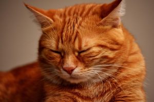 orange-tabby-cats-640x480-38414139.jpeg