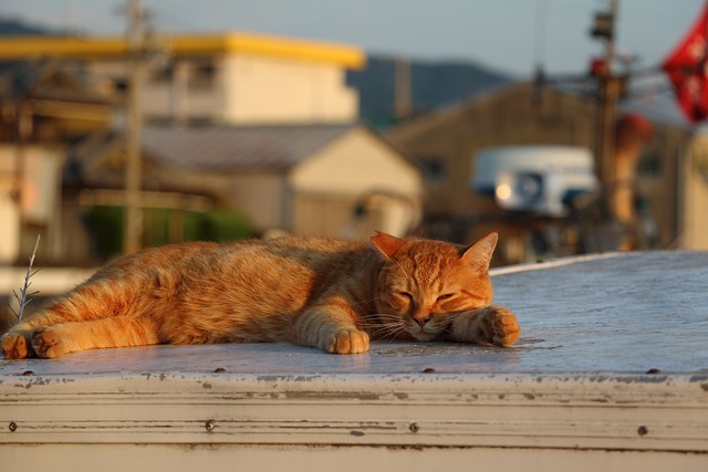 Orange Tabby Cats