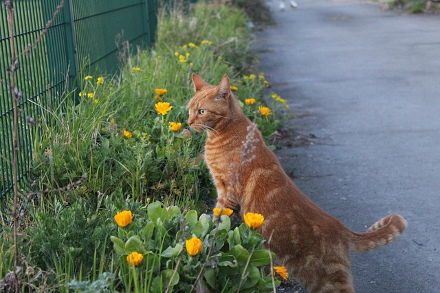 Orange Tabby Cats