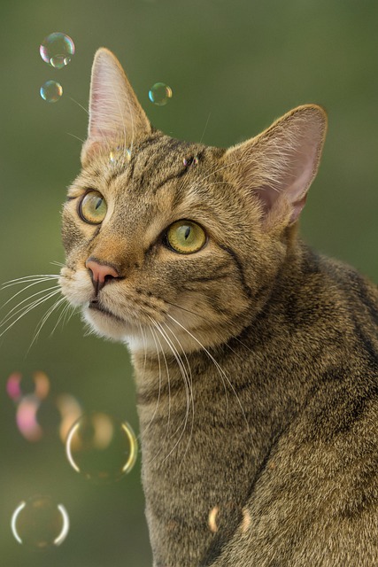 orange-tabby-cats-640x480-66074140.jpeg