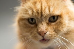 orange-tabby-cats-640x480-67166263.jpeg