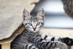 orange-tabby-cats-640x480-81898536.jpeg
