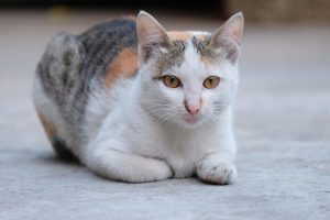 orange-tabby-cats-640x480-83332455.jpeg