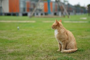 orange-tabby-cats-640x480-9165358.jpeg
