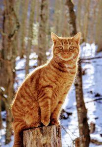 orange-tabby-cats-640x480-93357368.jpeg