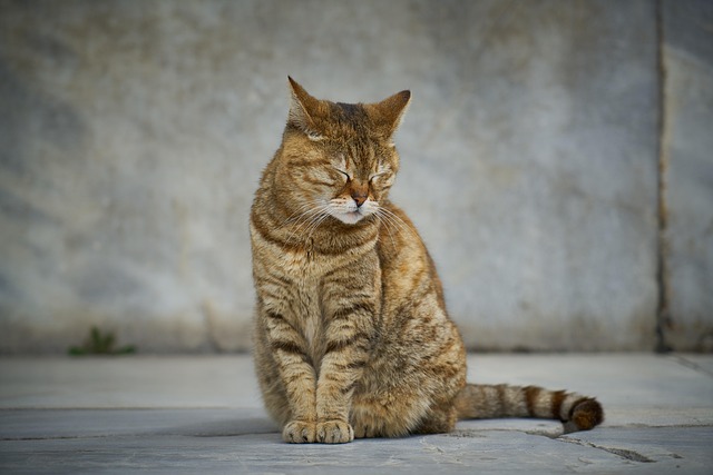 Orange Tabby Cats