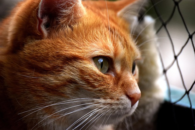 Orange Tabby Kitten