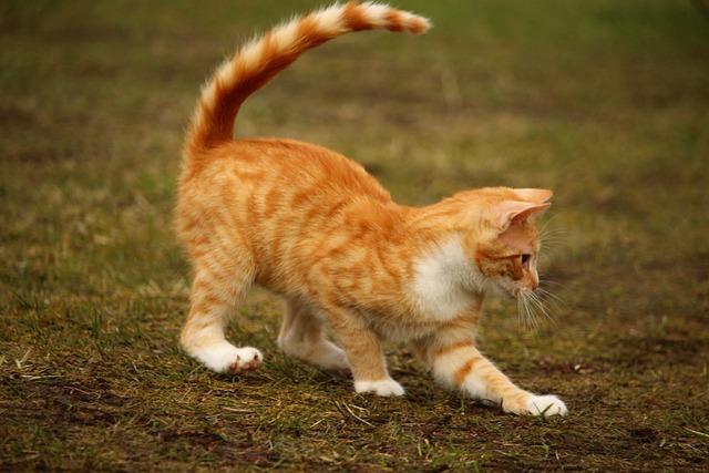 Orange Tabby Kitten