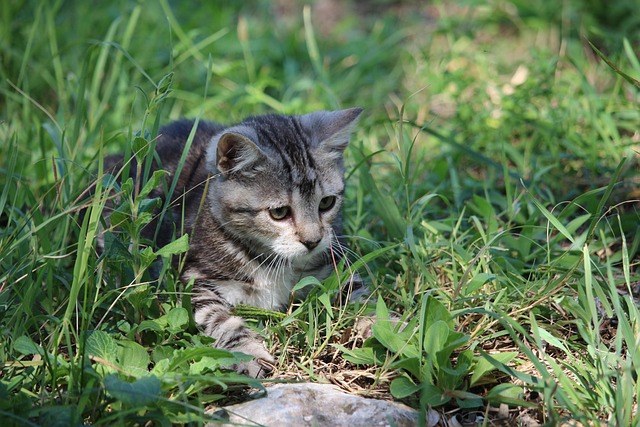 orange-tabby-kitten-640x480-34619441.jpeg