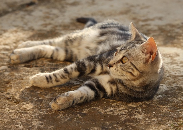 Orange Tabby Kitten